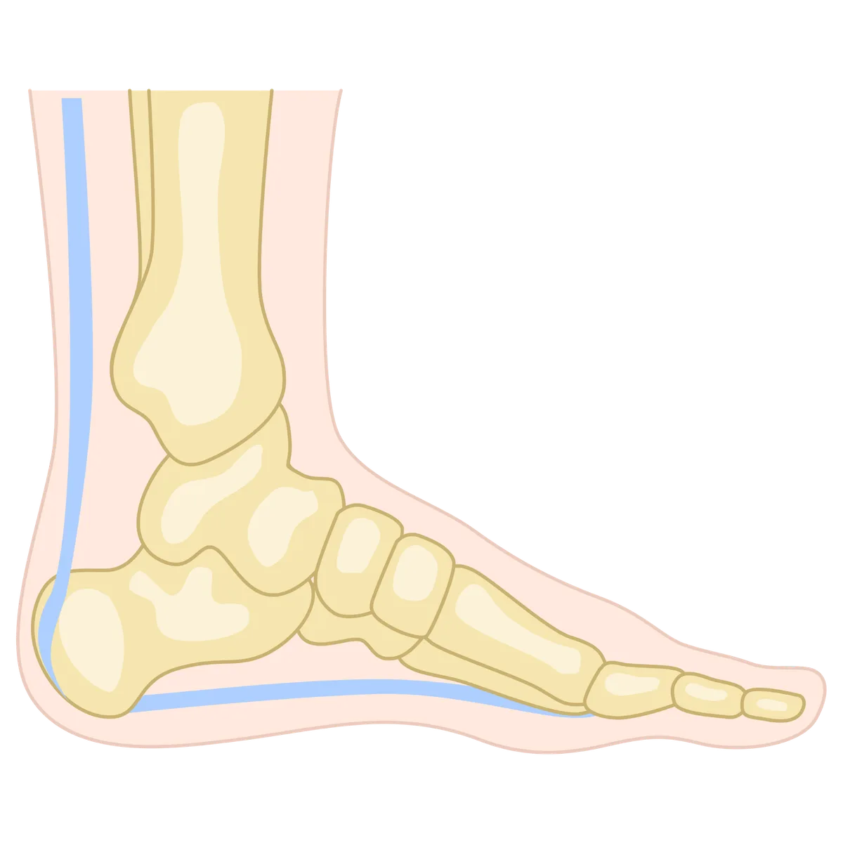 Medical foot anatomy diagram showing bones, tendons, and common condition locations